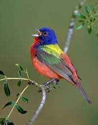 North america, usa, florida, immokalee, painted bunting perched bush. Painted Bunting Bird Gallery Houston Audubon