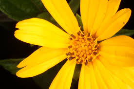 Image result for Aspilia ciliata