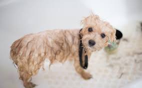 At groomingdale's salon & pawtique we offer the best quality service in an enjoyable, relaxed, safe, clean and spa like atmosphere. The Top 5 Best Pet Grooming Places Available In Apex Nc Dog Walker Pet Sitter Serving Wake County
