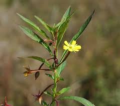Image result for Ludwigia leptocarpa