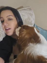 Cavalier King Charles Spaniel in Heat