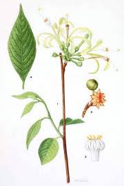 Image result for Turraea mombassana