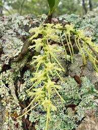 Image result for Tridactyle anthomaniaca