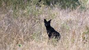 Animal mating is often unconventional. Exclusive Rare Black Wildcat Caught On Film In Africa