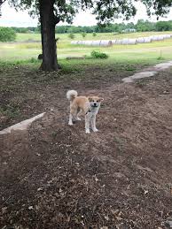 Check out these short hairstyles for women that will inspire you to call your stylist asap. Long Coat Akita After His Summer Hair Cut He S Happy It S Hot Akita