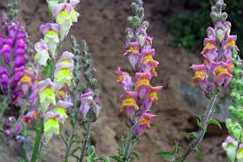 Feb 15, 2021 · step 1: How Snapdragons Beckon Bees With More Than One Color The New York Times