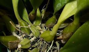 Image result for Bulbophyllum comatum