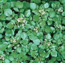 Image result for Nasturtium microphyllum