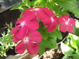 Maybe you would like to learn more about one of these? Rumah Bunga Neisha Terpesona Aneka Warna Vinca