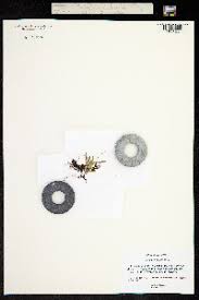 Image result for Grammitis cryptophlebia