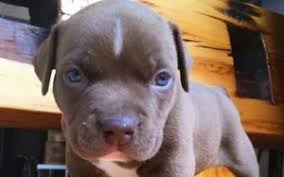 Puppies for sale pittsburgh craigslist. 75 Best Craigslist Pets Ideas Craigslist Pets Pets Craigslist