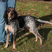 They will go either way hog dog… New Martinsville Wv Bluetick Coonhound Meet Sam A Pet For Adoption