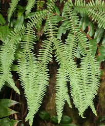 Image result for Sticherus