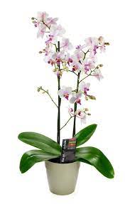 Phalaenopsis Bicolor Orchid Plant Orchid Meaning Orchid Plants Orchids