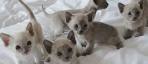 Tonkinese Kittens and Breeders - Tonkinese Breed Club
