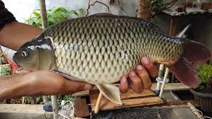 Umpan Ikan Mas Galatama Dan Kolam Ikan Ikan Mas