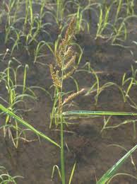 Image result for Echinochloa crus-pavonis