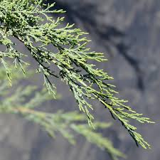 Image result for Juniperus