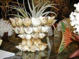 The shells that the ocean drops at your feet during the summertime—the ones you thoroughly enjoy collecting—make lovely remembrances of the season; Annie S Seashell Ideas Conch Shell Decor Sea Shells Shell Crafts