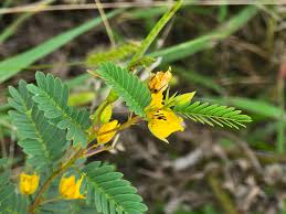 Image result for Chamaecrista