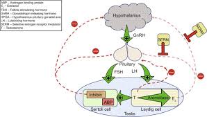 zuclomifene an overview sciencedirect topics