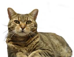 Anitas Stevens Swan Humane Society, A No-Kill Animal Shelter | Anitas Stevens  Swan Humane Society