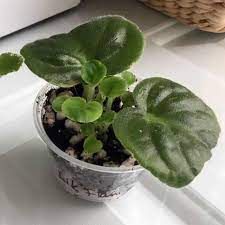 How To Propagate African Violets In Water The Easiest Way By Far African Violets Plants African Violets Violet Plant