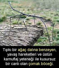 Samet Toprak Adli Kullanicinin Hayvanlar Ve Bitkiler Panosundaki Pin Gercekler Bilgi Ilham Veren Alintilar