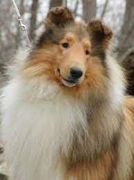 this looks a lot like waylon sable rough collie rough collie sheltie dogs collie