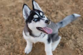 Buy cute adorable husky puppies online. Cute Pictures Of Huskies Popsugar Pets