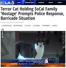 Featured pathetic cat memes see all. Humans Are Pathetic Cat 9gag
