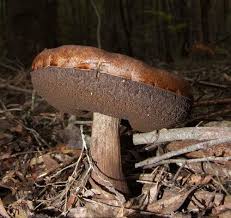 Image result for Sutorius eximius