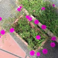 Biasanya orang tanam keratan batang akan terus cucuk ke tanah dan kemudian letak. 10 Keratan Jenis Keratan Batang Rose Jepun Carnation Portortulaca æ—¥æœ¬çŽ«ç'° 9 10é»žèŠ± è€é¼ èŠ± åˆæ™‚èŠ± å¤§èŠ±é¦¬é½'èŽ§ Shopee Malaysia