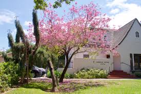 Image result for Handroanthus sp. near impetiginosus