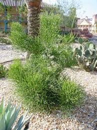 You can do it by seeing as how people killed vampires with wooden stakes….they were wooden. Giant Pencil Cactus Euphorbia Tirucallii 4 Pot Patioplants Com