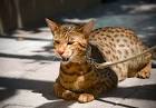 Know Your Cat - Ashera - the most exotic cat of them all