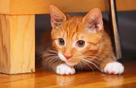 Such a lot of beautiful cats in all sorts of situations so nice to see. 70 Ginger Cat Names Cute Hilarious Names You Ll Love