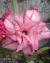 Check spelling or type a new query. Proses Grafting Adenium Bunga Tumpuk Gudang Bibitku