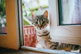 ‪The incredible, unlikely story of how cats became our pets | Scientific  American‬‏