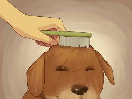 If your dog is used to a bath its only a matter of technique. How To Give A Small Dog A Bath With Pictures Wikihow
