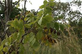 Image result for Steganotaenia