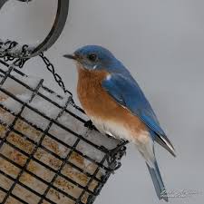 u local New Hampshire