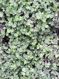 Image result for Soleirolia