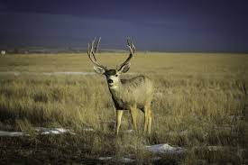 Image result for hoof disease chart for cow