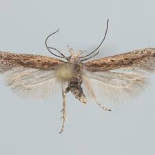 Image result for Scrobipalpula diffluella