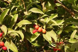 Image result for Ximenia americana