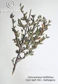 Cercocarpus Ledifolius Granite Seed Soil Texture Seeds Shrubs