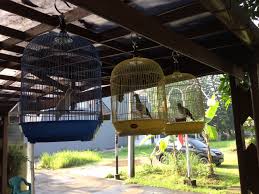 Dengan melatihnya burung ini dapat menjadi hewan peliharaan lucu yang menyenangkan. Cerpen Suami Sayang Burung Romlah Ikut Senang Halaman All Kompasiana Com