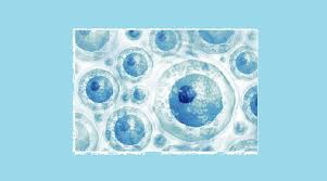 Bab i pendahuluan latarbelakang perkembangan ilmu pengetahuan dan teknologi sangat pesat di masa postmodernisme saat ini. Apa Itu Stem Cell Dan Apa Yang Mereka Lakukan Jayakarta News