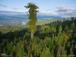 Dengan tinggi yang mencapai 120 meter, membuat patung ini masuk ke dalam salah satu patung tertinggi di dunia dan bahkan masuk ke dalam guiness world book of records. Inilah Pokok Tertinggi Di Dunia 2 Gambar Wanista Com